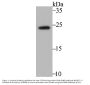 Anti-GTP-binding protein Rheb RHEB Antibody
