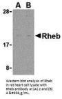 Anti-GTP-binding protein Rheb Rheb Antibody