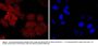 Anti-NEDD8 LRP1 Antibody