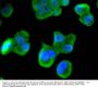 Anti-Musashi 1 LRP1 Antibody