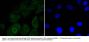 Anti-Musashi 1 LRP1 Antibody