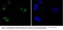 Anti-ATF2 (Phospho-T71) LRP1 Antibody