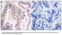 Anti-eIF4B(Ab-422) Antibody