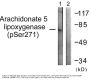 Anti-Phospho-5-LO (S272) ALOX5 Antibody