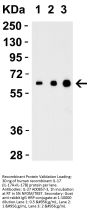 Anti-IL-27 Antibody