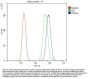 Anti-IKK gamma/IKBKG Antibody Picoband®