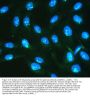Anti-IKK gamma/IKBKG Antibody Picoband®