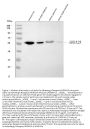 Anti-alpha 2a Adrenergic Receptor/ADRA2A Antibody Picoband®
