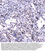 Anti-GFI1 Antibody