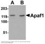 Anti-Apaf1 Antibody