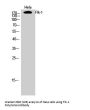 Anti-Flk-1 KDR Antibody