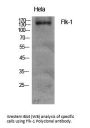 Anti-Flk-1 KDR Antibody