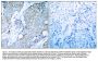 Anti-VEGFR2 (Ab-1214) KDR Antibody