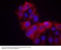 Anti-VEGFR2 (Ab-1214) KDR Antibody
