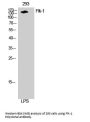 Anti-Flk-1 KDR Antibody