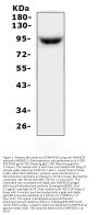 Anti-MAP3K20 Antibody Picoband®
