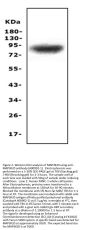 Anti-MAP3K20 Antibody Picoband®