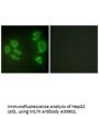 Anti-MLTK MAP3K20 Antibody