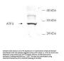 Anti-ATF3 Antibody