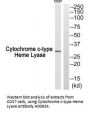 Anti-Cytochrome c-type Heme Lyase HCCS Antibody