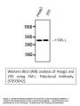 Anti-FAS-L FASLG Antibody