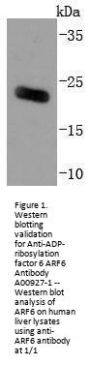 Anti-ADP-ribosylation factor 6 ARF6 Antibody