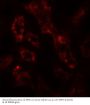 Anti-ADP-ribosylation factor 6 ARF6 Antibody