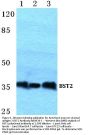 Anti-Bone marrow stromal antigen 2 BST2 Antibody