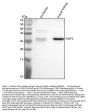 Anti-Aqp2 Antibody PicobandÂ®