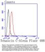 Anti-Tenascin C TNC Antibody
