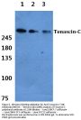 Anti-Tenascin-C TNC Antibody
