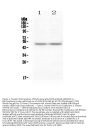 Anti-PAX8 Antibody Picoband®