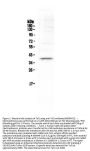 Anti-Tal1 Antibody Picoband®