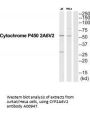 Anti-CYP2A6V2 Antibody