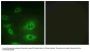 Anti-ATP1 alpha1/Na+K+ ATPase1 Antibody