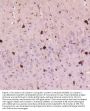 Anti-Cystatin C/CST3 Antibody Picoband®