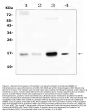Anti-Cystatin C/CST3 Antibody Picoband®