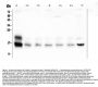 Anti-Cystatin C/Cst3 Antibody Picoband®