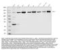 Anti-HDAC4 Antibody Picoband®