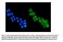 Anti-HDAC4 Antibody Picoband®