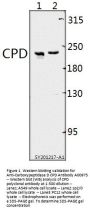 Anti-Carboxypeptidase D CPD Antibody