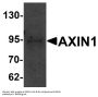 Anti-Axin-1 AXIN1 Antibody