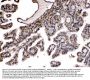 Anti-Nucleoside phosphorylase/PNP Antibody Picoband®