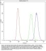 Anti-Nucleoside phosphorylase/PNP Antibody Picoband®