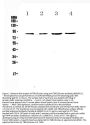 Anti-TBR2/Eomes Antibody PicobandÂ®