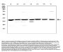 Anti-uPA Receptor/Plaur Antibody Picoband®