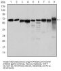 Anti-AMPK alpha1 PRKAA1 Monoclonal Antibody