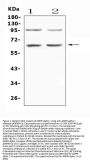 Anti-AMPK alpha 1/PRKAA1 Antibody PicobandÂ®