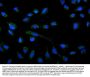 Anti-AMPK alpha 1/PRKAA1 Antibody PicobandÂ®