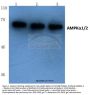 Anti-AMPK Alpha 1/2 (D168) PRKAA1 Antibody